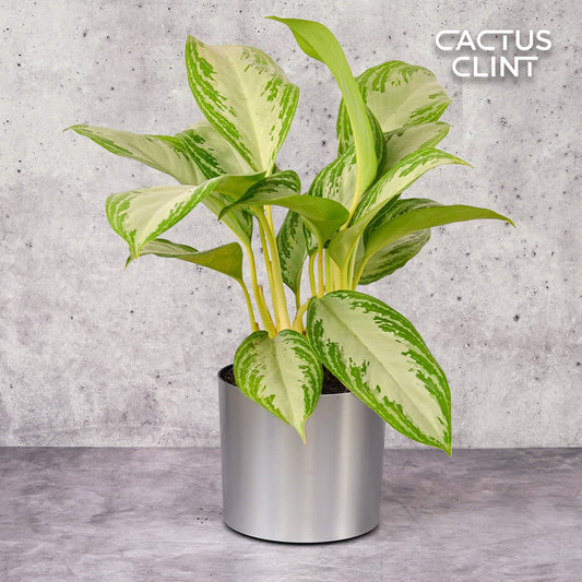 Chinese Evergreen 'Silver Bay' | Cactus Clint