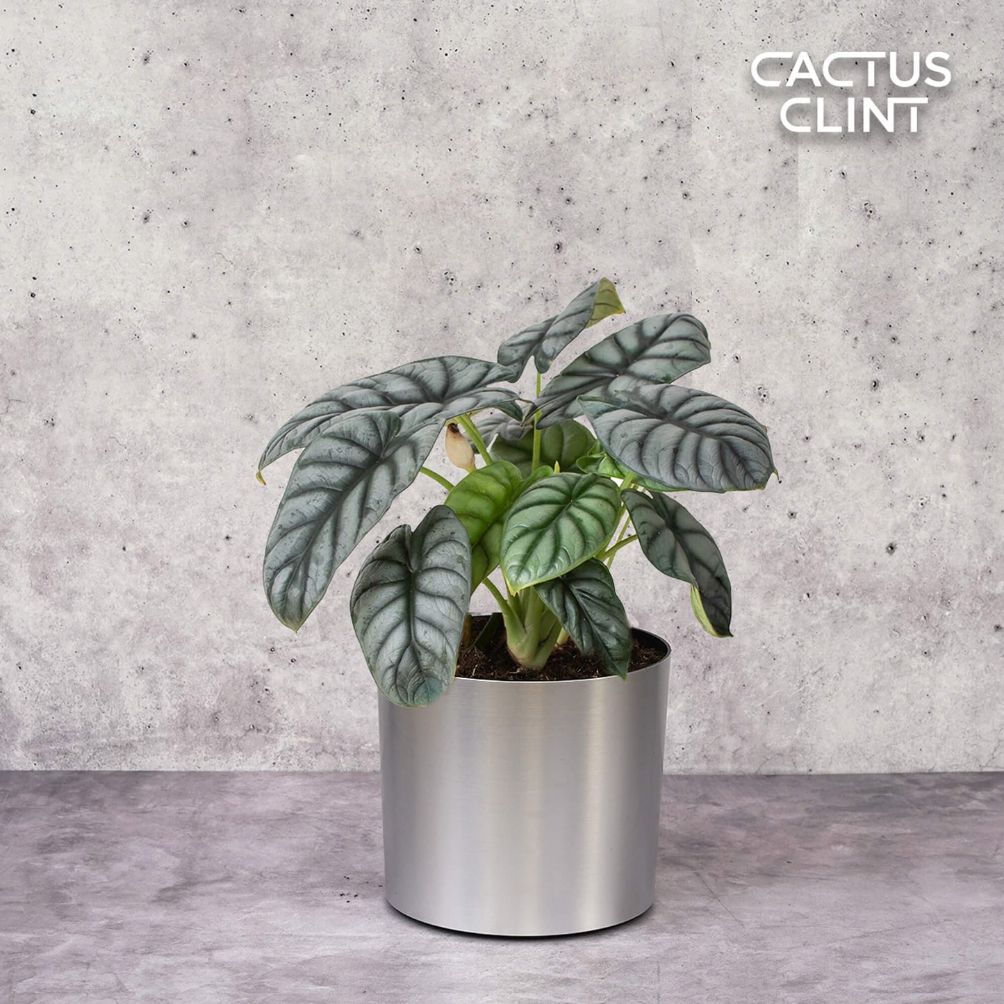 Alocasia Silver Dragon | Cactus Clint