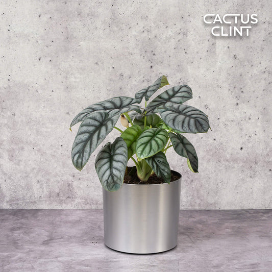 Alocasia Silver Dragon | Cactus Clint