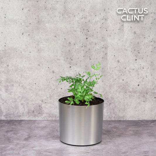 Fern 'Silver Lace' | Cactus Clint