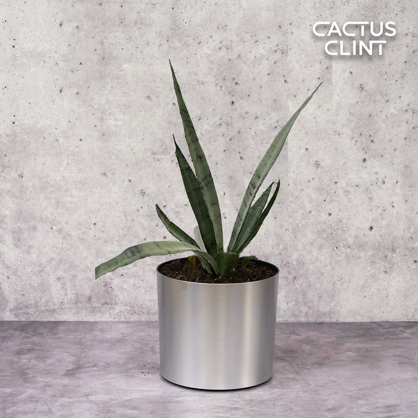 Snake 'Silver Princess' | Cactus Clint