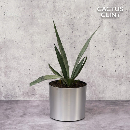 Snake 'Silver Princess' | Cactus Clint