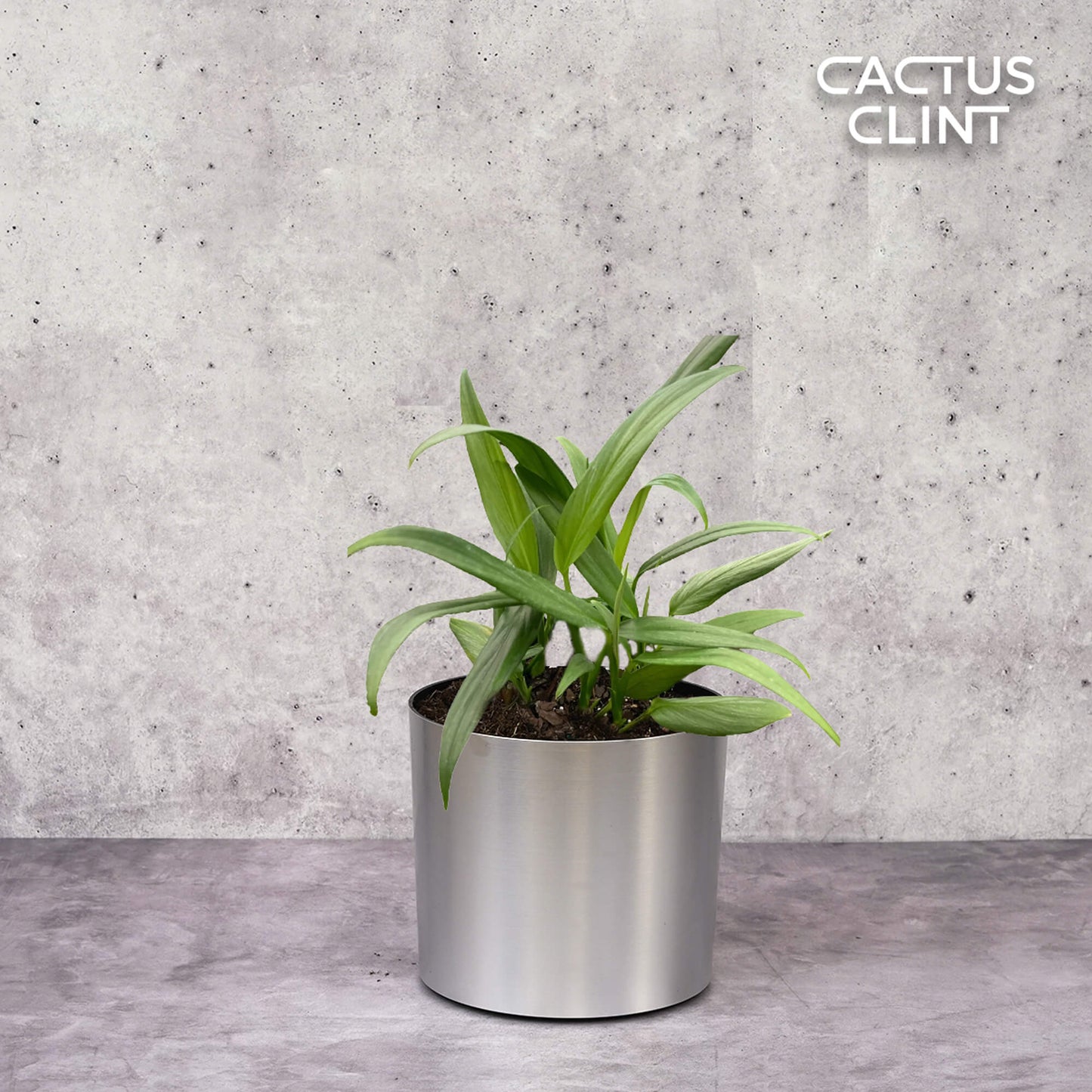 Pothos 'Silver Streak' | Cactus Clint