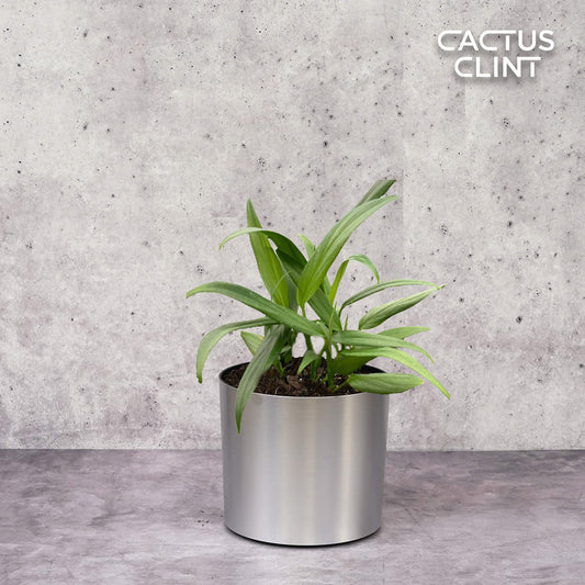 Pothos 'Silver Streak' | Cactus Clint