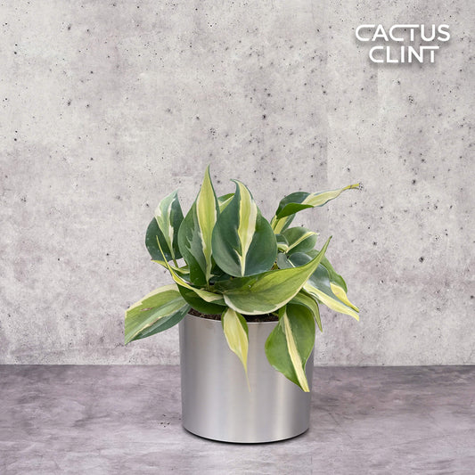Philodendron 'Silver Stripe' | Cactus Clint