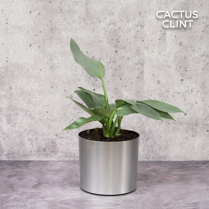 Philodendron 'Silver Sword'