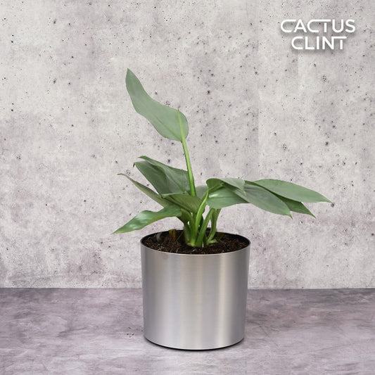 Philodendron 'Silver Sword' | Cactus Clint