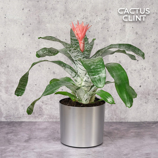 Bromeliad 'Silver Vase' | Cactus Clint