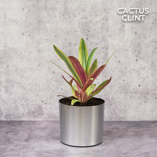 Tradescantia 'Sitara's Gold' | Cactus Clint