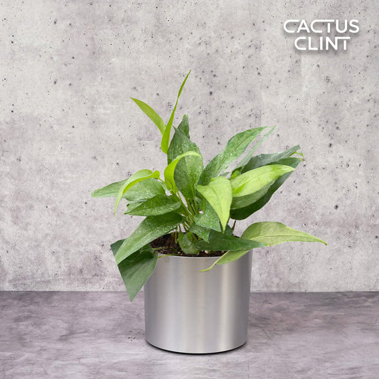 Pothos Skeleton Key | Cactus Clint