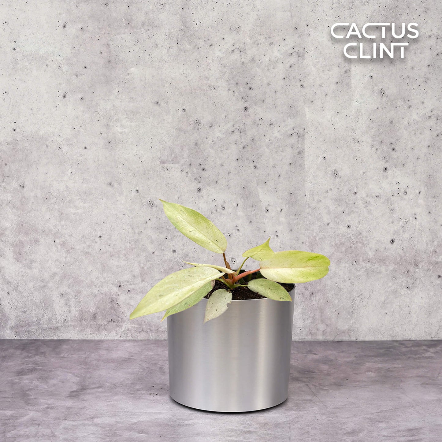 Philodendron 'Snowdrift' | Cactus Clint
