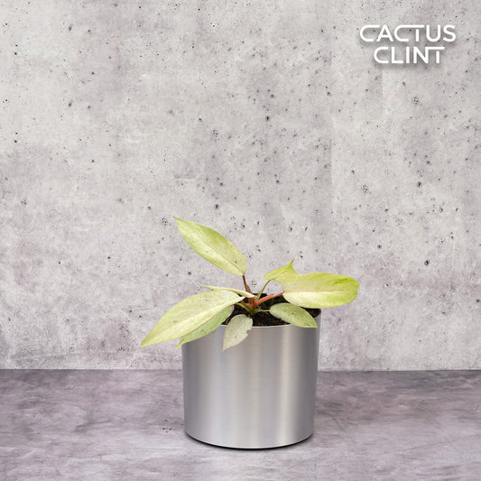 Philodendron 'Snowdrift' | Cactus Clint