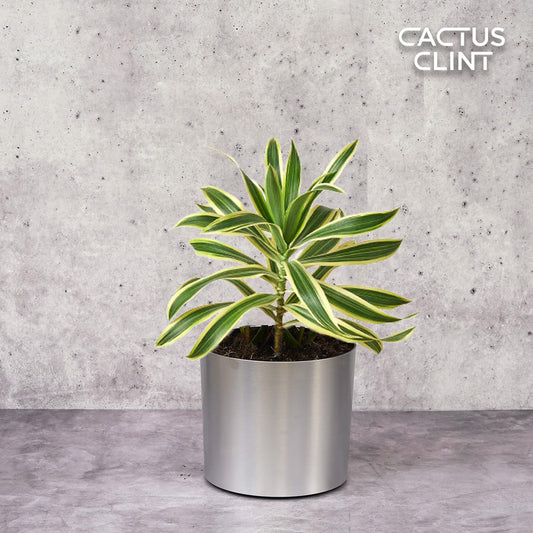 Dracaena 'Song of India' | Cactus Clint