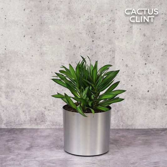Dracaena 'Song of Jamaica' | Cactus Clint