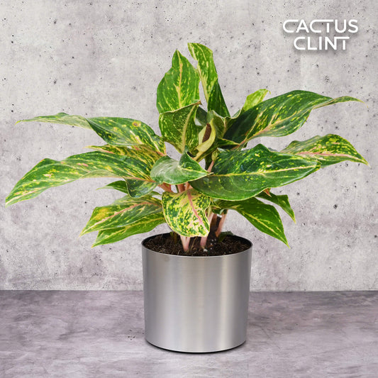 Chinese Evergreen 'Sparkling Sarah' - 6" Pot | Cactus Clint