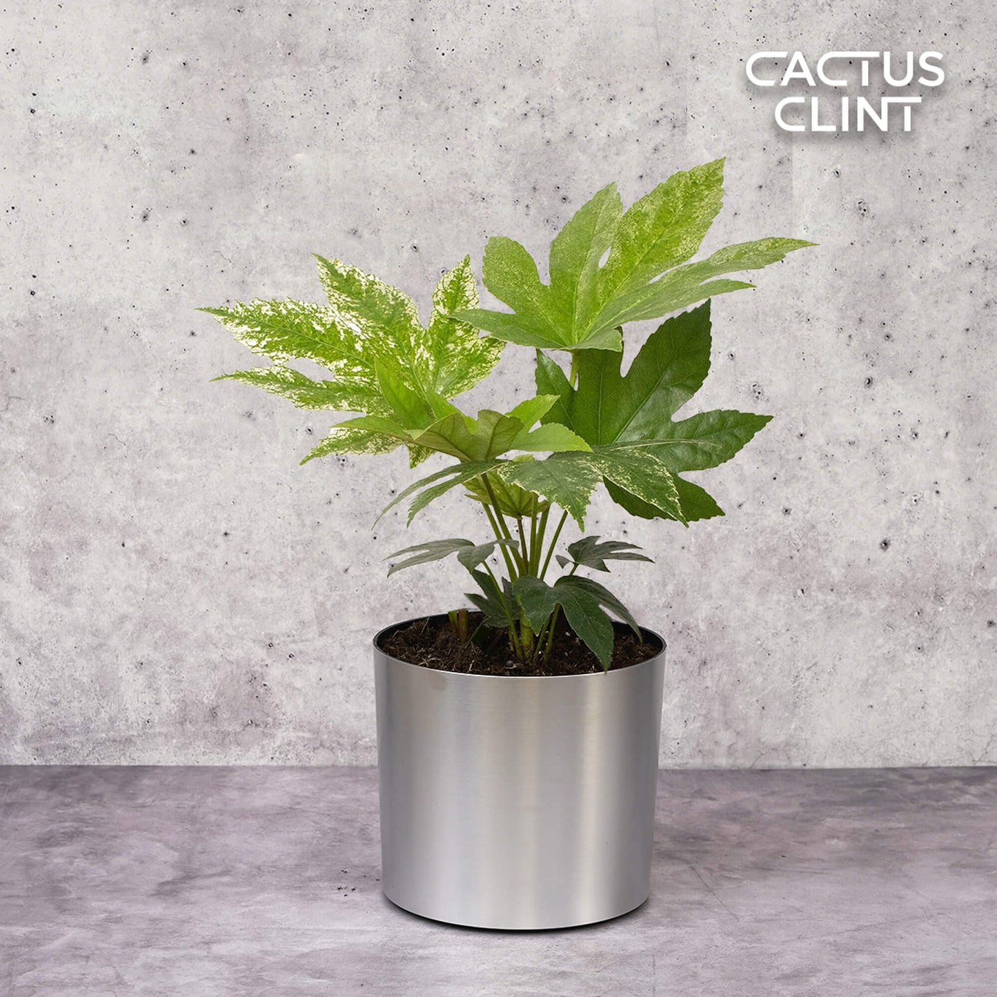 Fatsia 'Spider's Web' | Cactus Clint