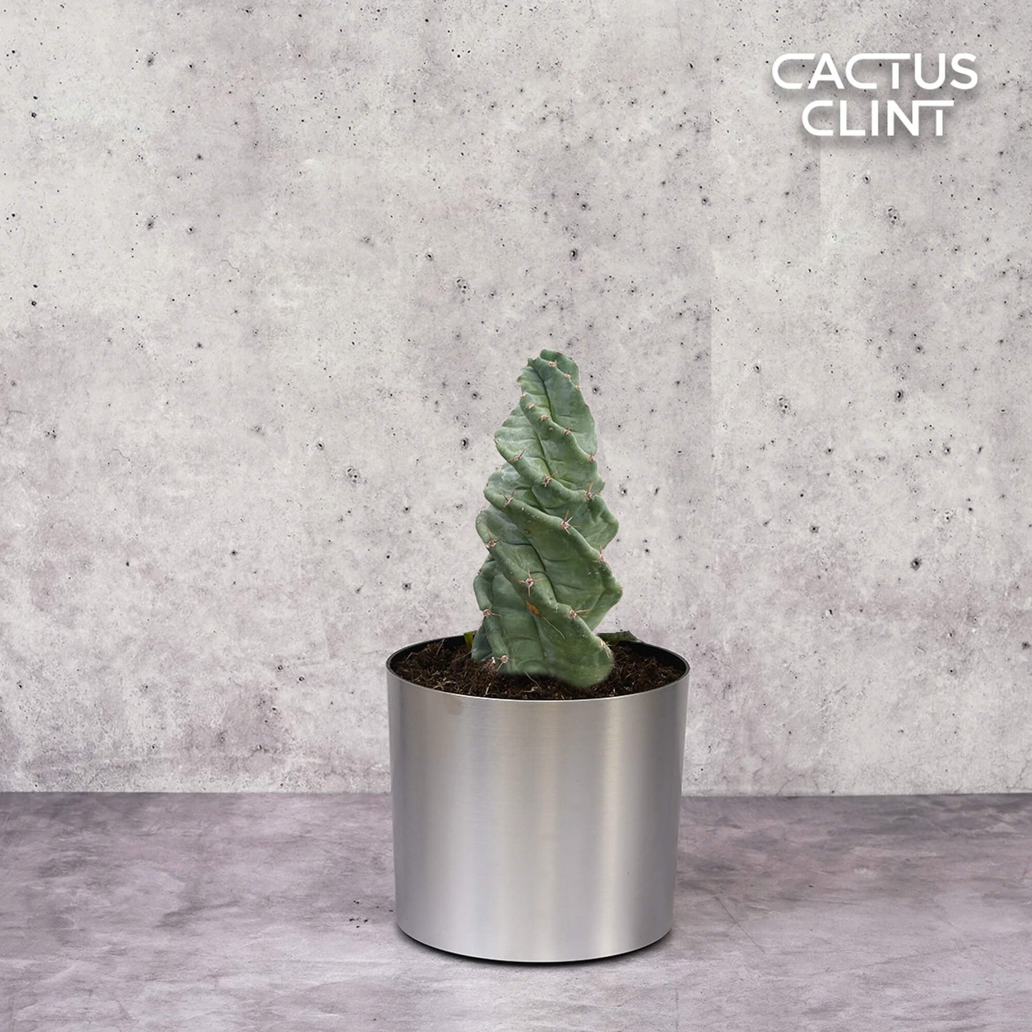 Cereus forbesii 'Spiralis' | Cactus Clint