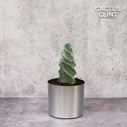 Cereus forbesii 'Spiralis'