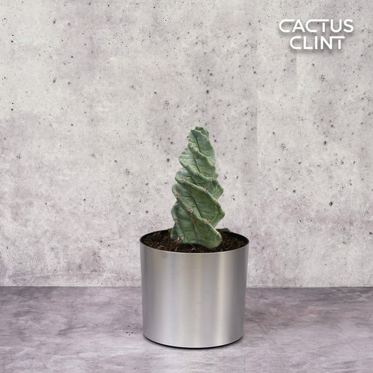 Cereus forbesii 'Spiralis' | Cactus Clint