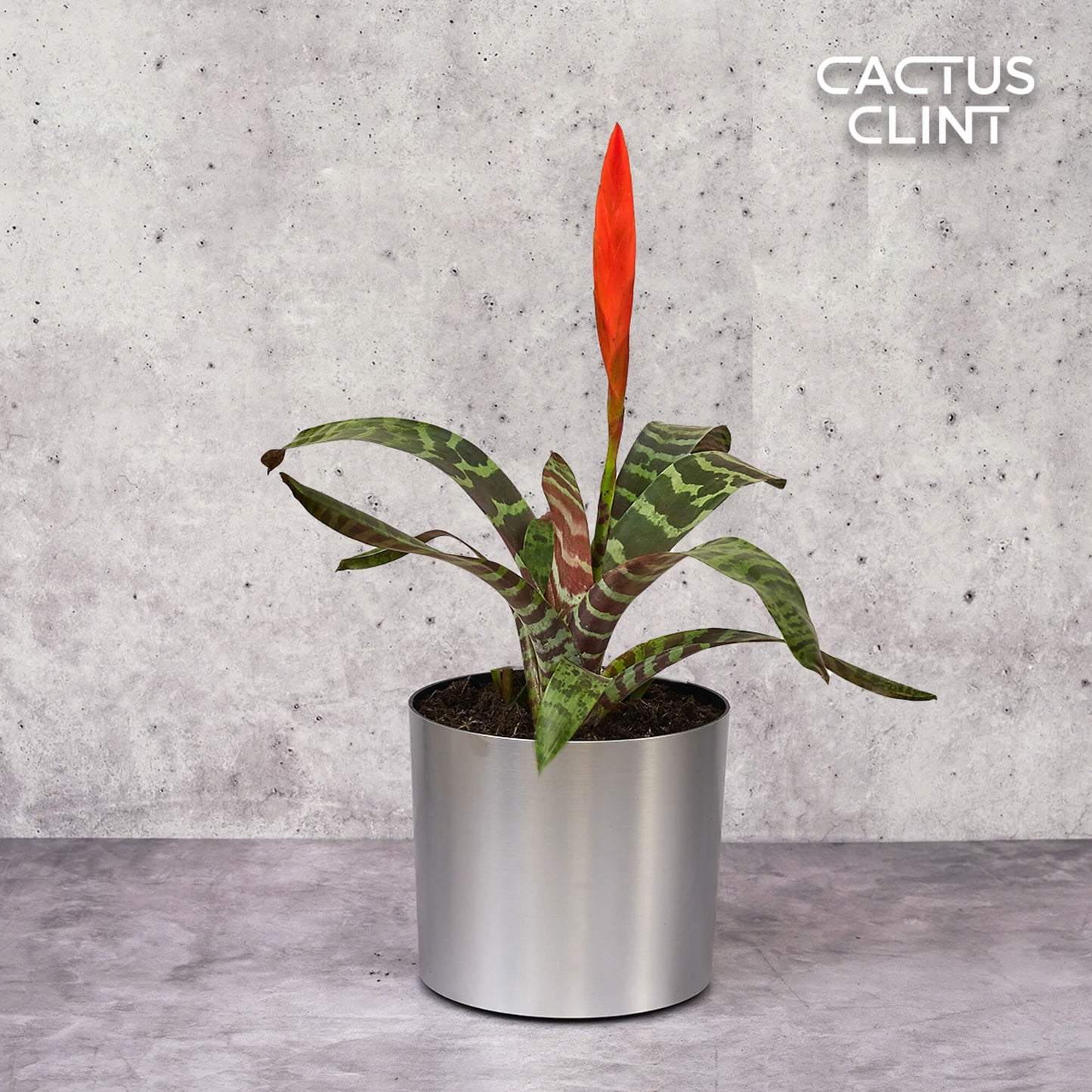 Bromeliad Vriesea 'Splenriet' | Cactus Clint