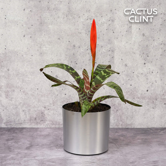 Bromeliad Vriesea 'Splenriet' | Cactus Clint