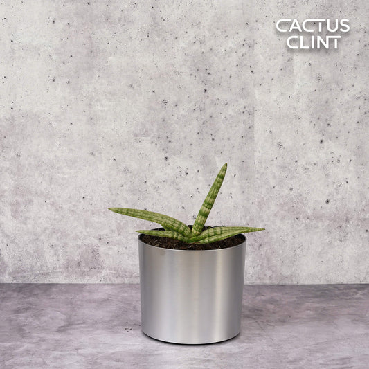Snake Plant Starfish | Cactus Clint