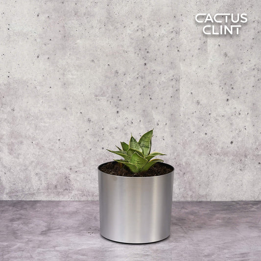 Snake Plant Starlight | Cactus Clint