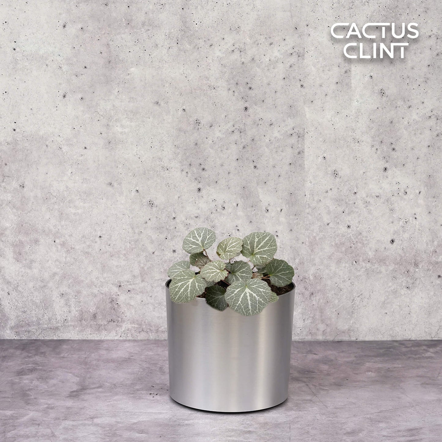Begonia 'Strawberry' | Cactus Clint
