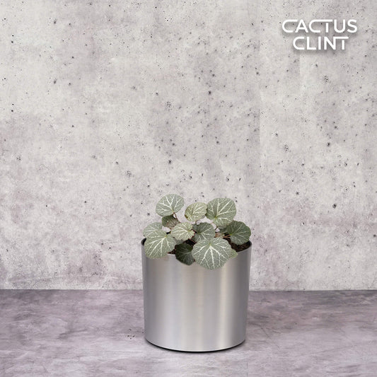Begonia 'Strawberry' | Cactus Clint