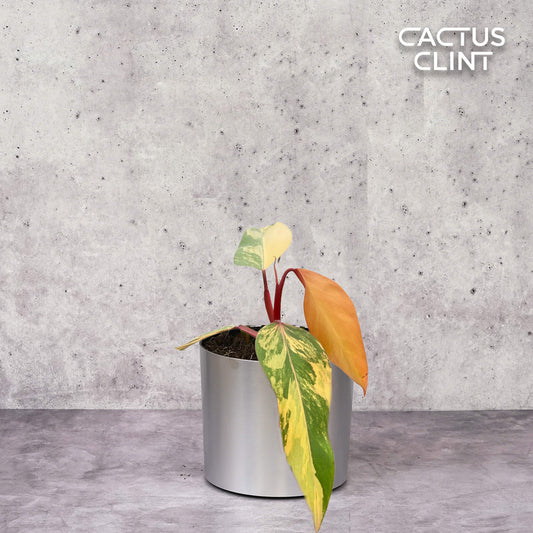 Philodendron 'Strawberry Shake' | Cactus Clint