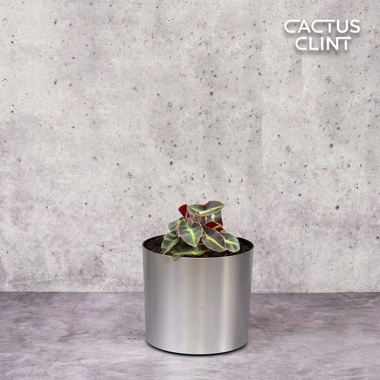 Begonia 'Striped' | Cactus Clint