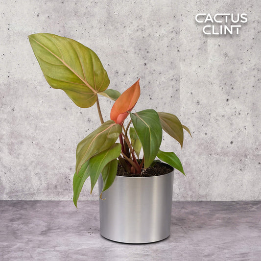 Philodendron 'Summer Glory' | Cactus Clint