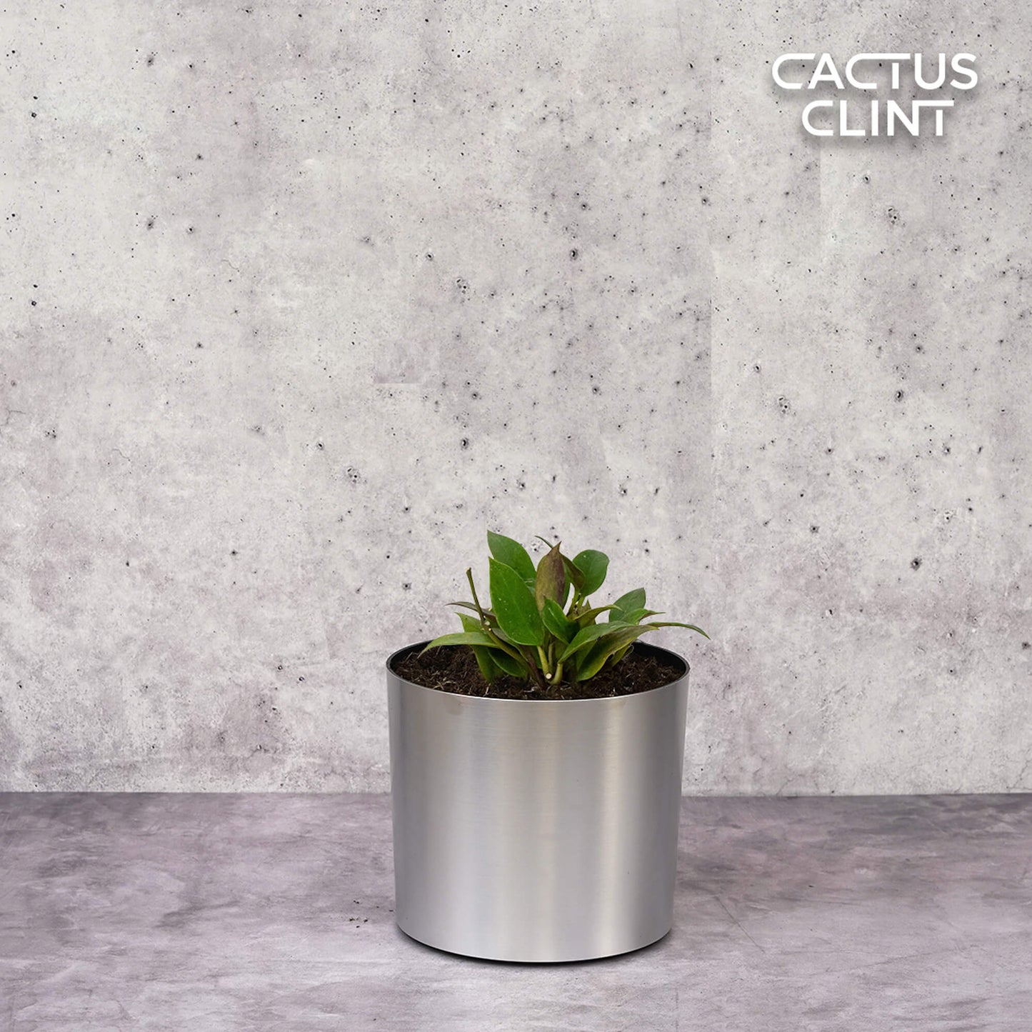 Hoya 'Sunrise' | Cactus Clint