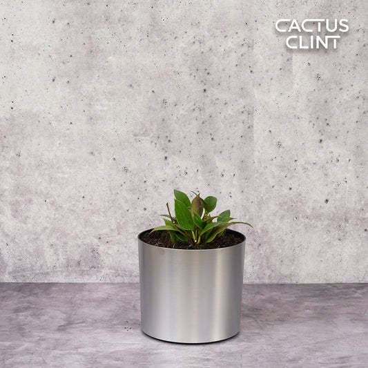 Hoya 'Sunrise' | Cactus Clint