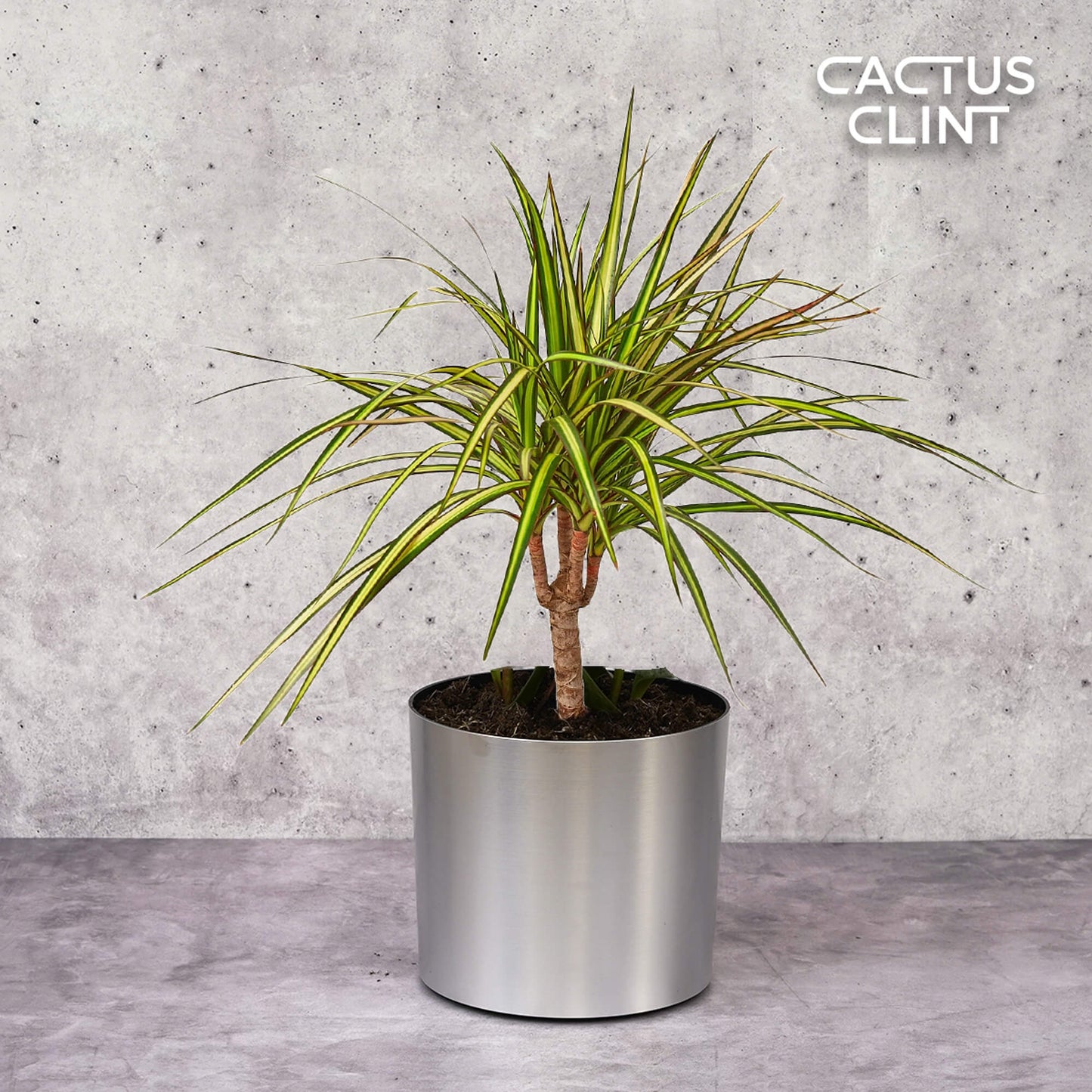 Dracaena Marginata 'Sunshine' | Cactus Clint