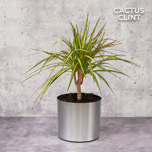 Dracaena Marginata 'Sunshine' | Cactus Clint