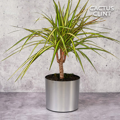 Dracaena Marginata 'Sunshine'