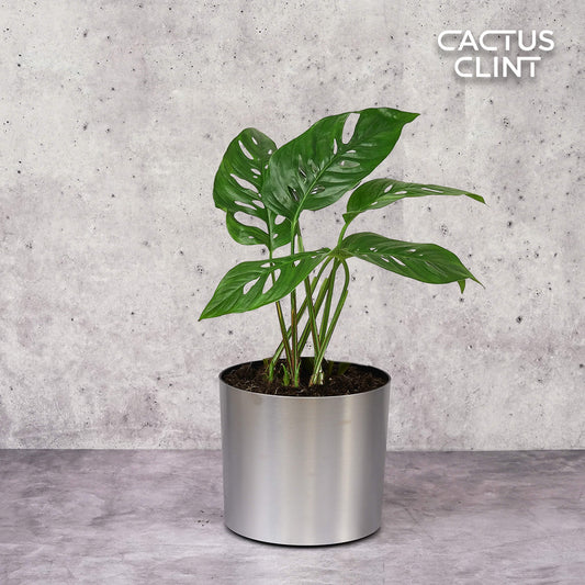 Monstera Adansonii 'Swiss Cheese' | Cactus Clint