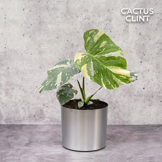 Monstera 'Thai Constellation' | Cactus Clint