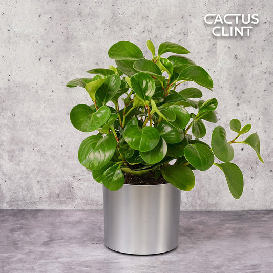 Peperomia Thailand | Cactus Clint