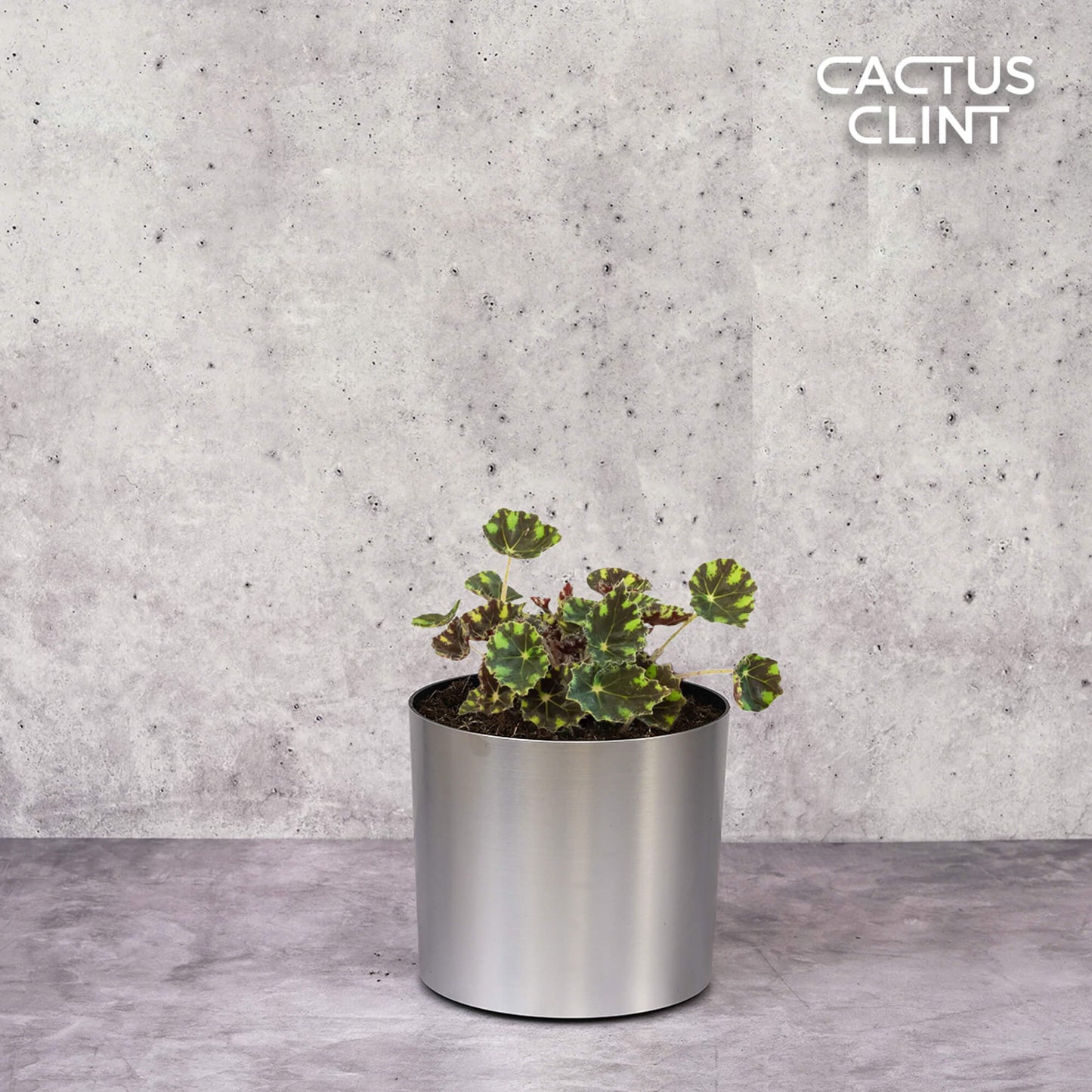 Begonia Tiger Paws - 4" Pot | Cactus Clint