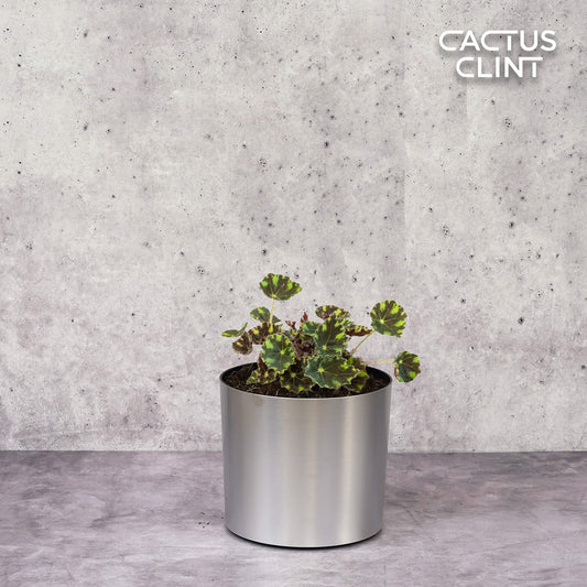 Begonia Tiger Paws - 4" Pot | Cactus Clint