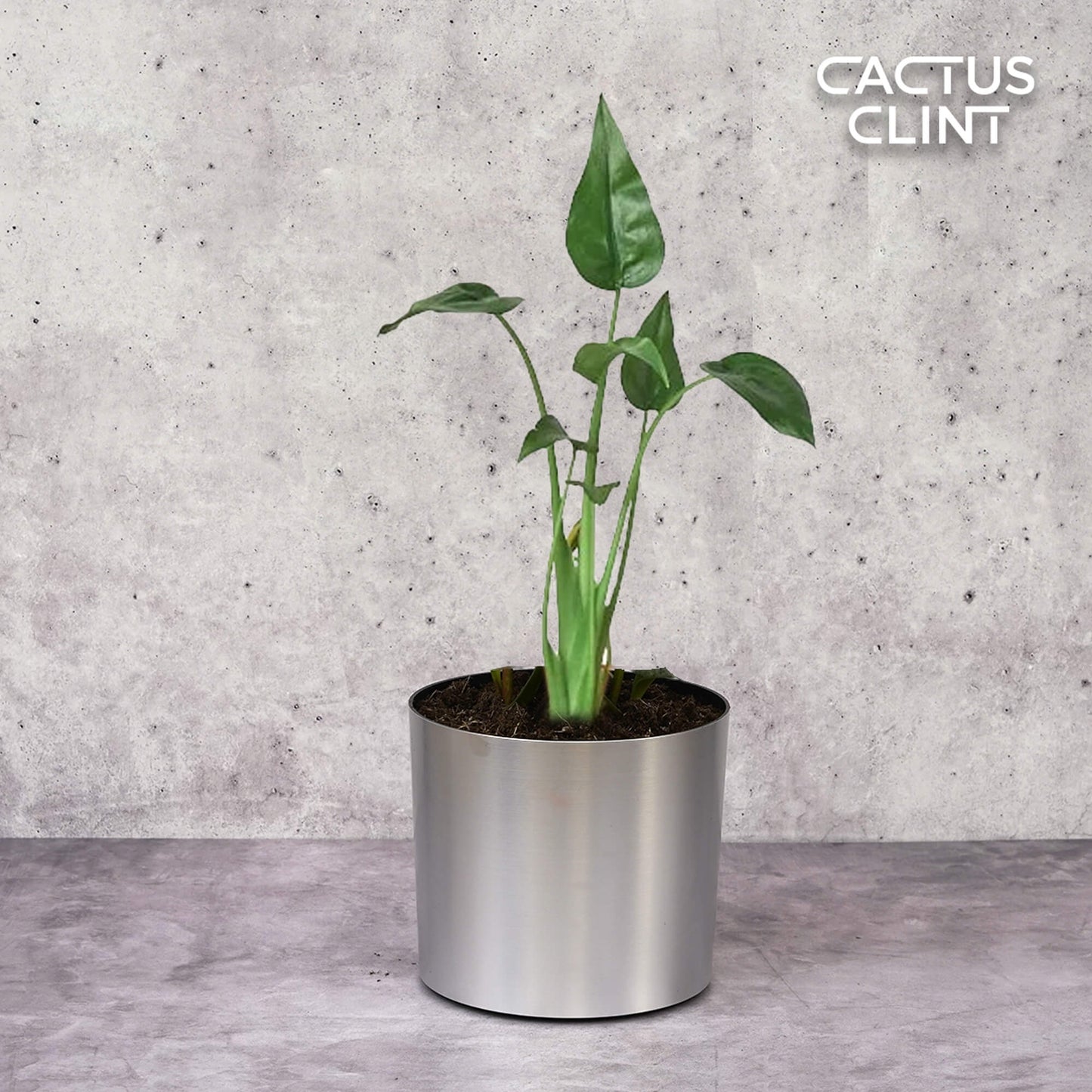 Alocasia 'Tiny Dancer' - 4" Pot | Cactus Clint