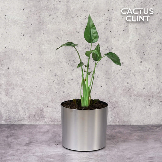 Alocasia 'Tiny Dancer' - 4" Pot | Cactus Clint