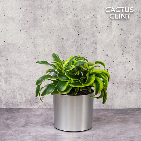 Dracaena 'Tornado' | Cactus Clint