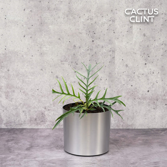 Philodendron 'Tortum' | Cactus Clint