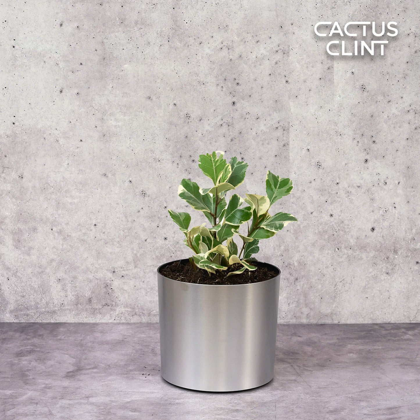 Ficus Elastica 'Triangularis' Variegated | Cactus Clint