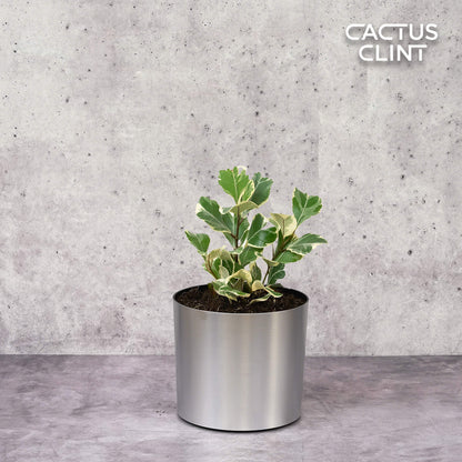 Ficus Elastica 'Triangularis' Variegated