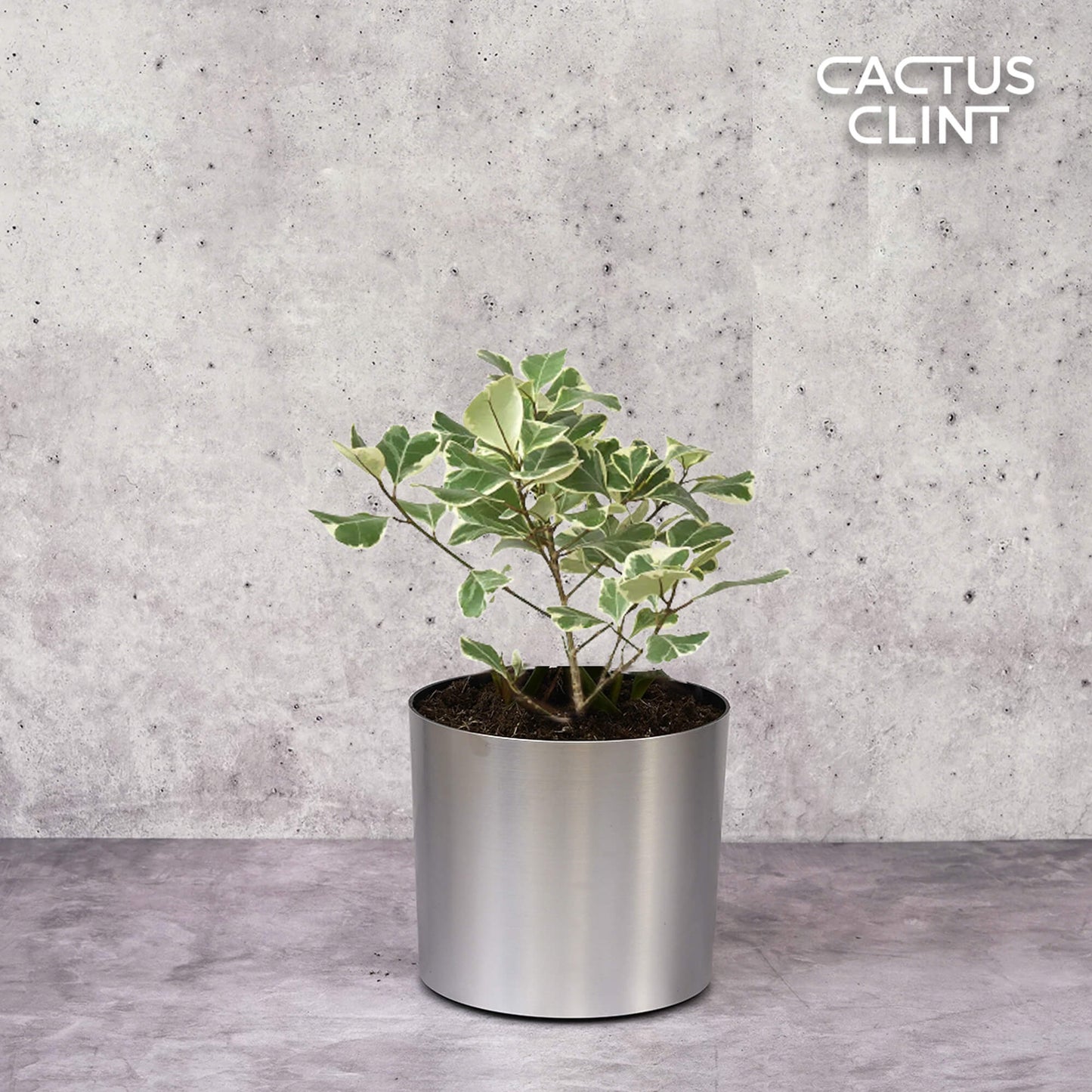 Ficus Elastica 'Triangularis' Variegated | Cactus Clint
