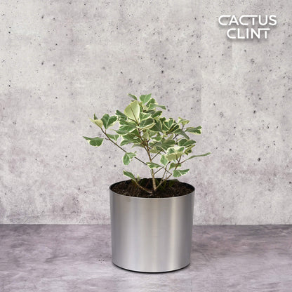 Ficus Elastica 'Triangularis' Variegated